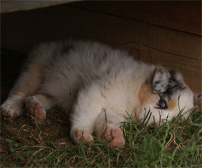 australsky ovciak steniatka blue merle plyshadog