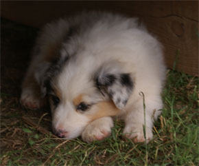 australsky ovciak steniatka blue merle plyshadog