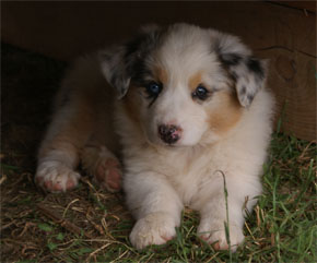 australsky ovciak steniatka blue merle plyshadog