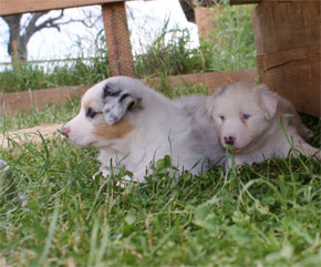 australsky ovciak steniatka blue merle plyshadog