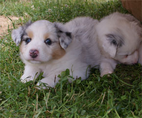 australsky ovciak steniatka blue merle plyshadog