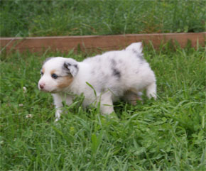 australsky ovciak steniatka blue merle plyshadog