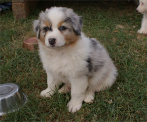 australsky ovciak steniatka blue merle plyshadog