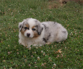 australsky ovciak steniatka blue merle plyshadog