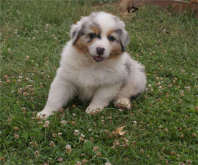 australsky ovciak steniatka blue merle plyshadog