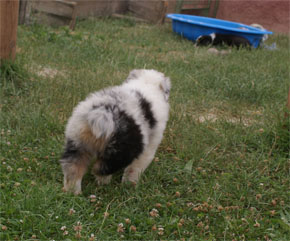 australian shepherd puppies blue merle plyshadog