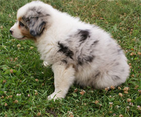 australsky ovciak steniatka blue merle plyshadog