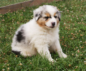 australsky ovciak steniatka blue merle plyshadog