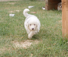 australsky ovciak steniatka blue merle plyshadog