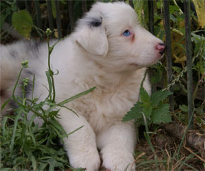 australsky ovciak steniatka blue merle plyshadog