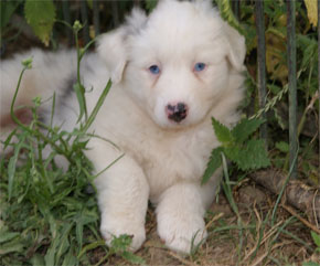 australsky ovciak steniatka blue merle plyshadog