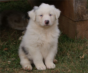 australsky ovciak steniatka blue merle plyshadog