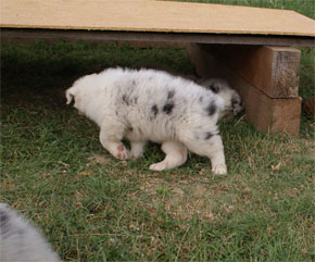 australsky ovciak steniatka blue merle plyshadog