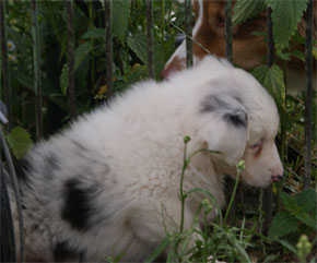 australsky ovciak steniatka blue merle plyshadog