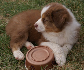 australian shepherd puppies red tri plyshadog