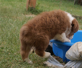 australian shepherd puppies red tri plyshadog