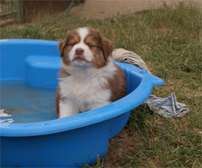 australian shepherd puppies red tri plyshadog