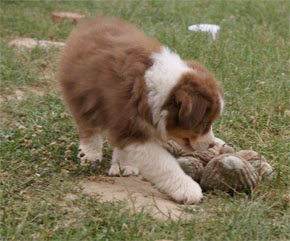 australian shepherd puppies red tri plyshadog