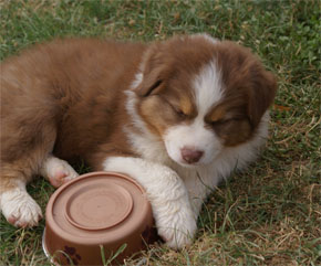 australian shepherd puppies red tri plyshadog