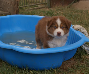 australian shepherd puppies red tri plyshadog