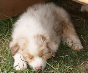 australsky ovciak steniatka red merle plyshadog