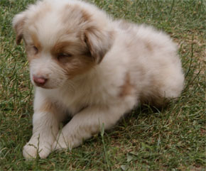 australsky ovciak steniatka red merle plyshadog