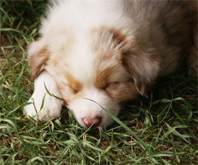 australsky ovciak steniatka red merle plyshadog