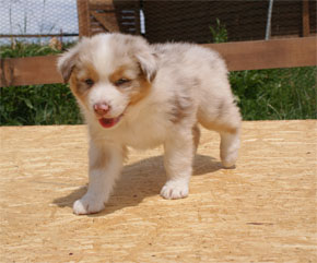 australsky ovciak steniatka red merle plyshadog