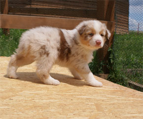 australsky ovciak steniatka red merle plyshadog