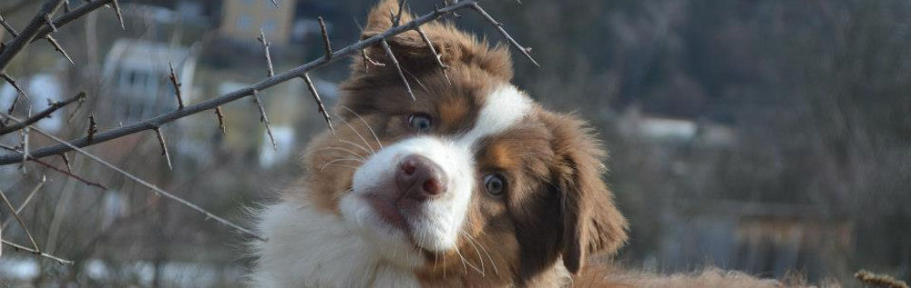 australian shepherd, red tri, plyshadog