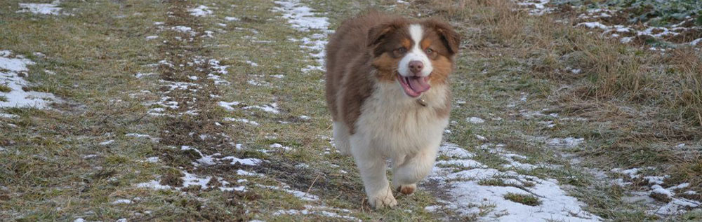 australian shepherd, red tri, plyshadog