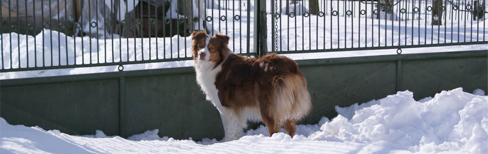 australian shepherd, red tri, plyshadog