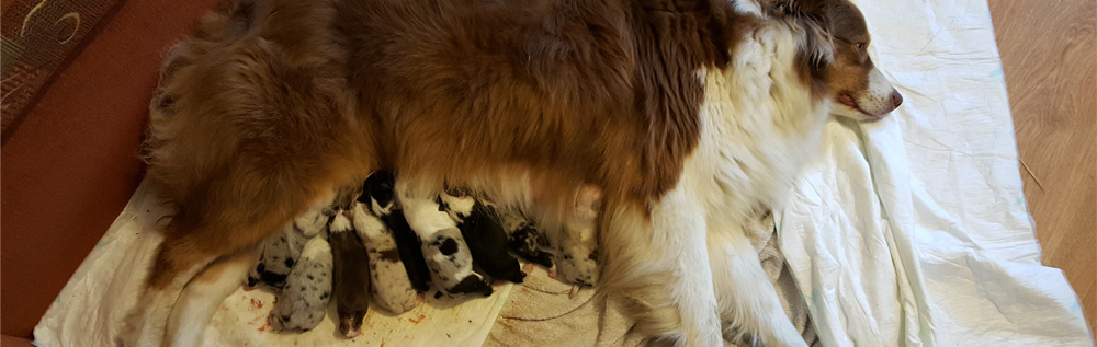 australian shepherd puppies plyshadog