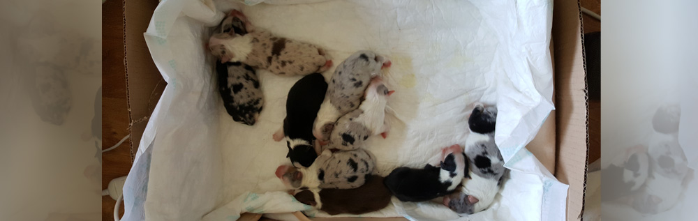 australian shepherd puppies plyshadog