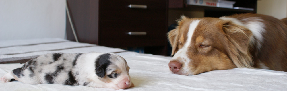 australian shepherd puppies plyshadog