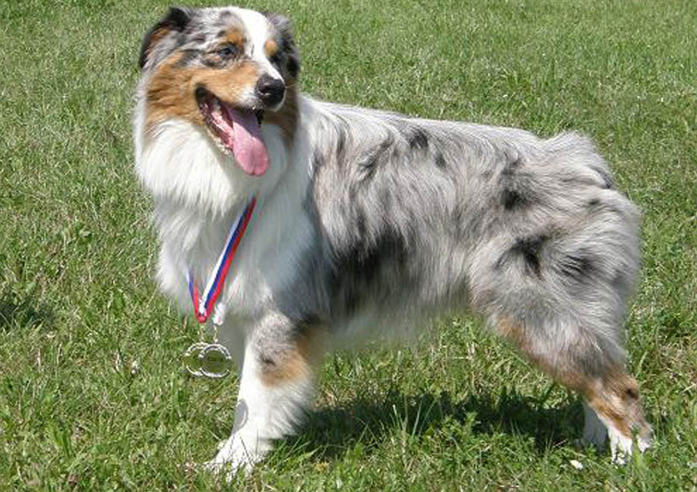 Australsky ovciak blue merle tatko