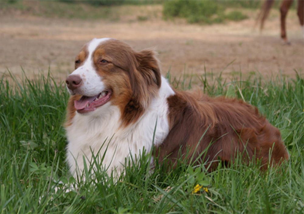 Australsky ovciak red tri mamka