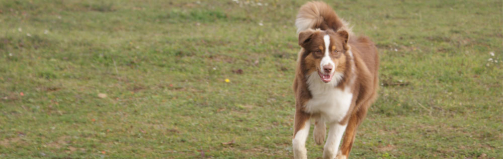 australsky ovciak, red tri, plyshadog