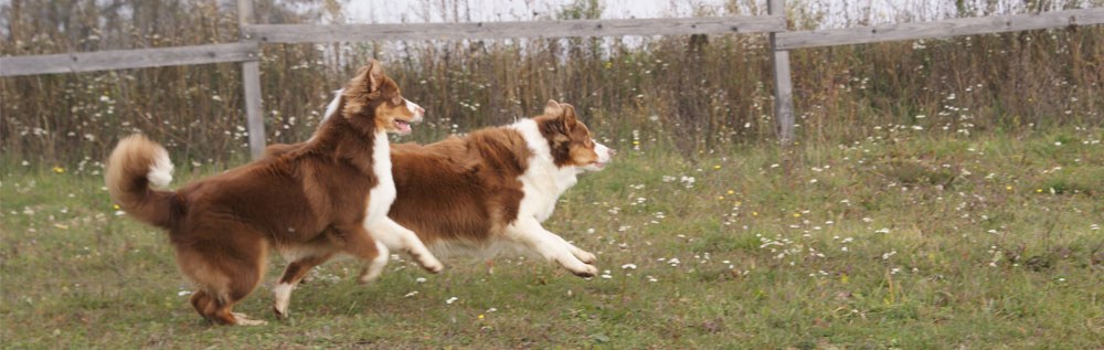 australsky ovciak, red tri, plyshadog