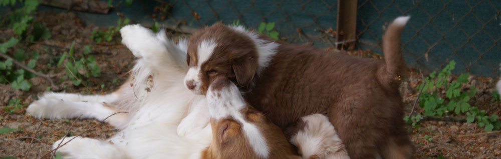 australsky ovciak, red tri, plyshadog