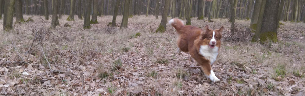 australsky ovciak, red tri, plyshadog