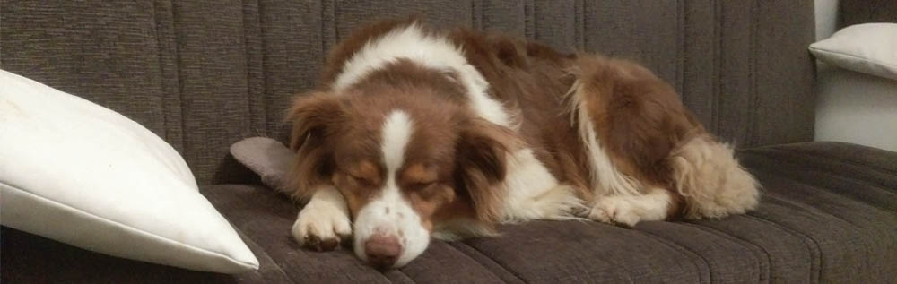 australsky ovciak, red tri, plyshadog