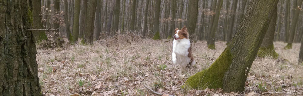 australsky ovciak, red tri, plyshadog